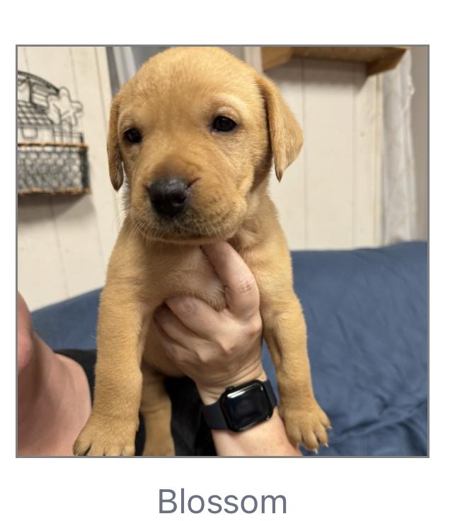 Blossom, Adoptable, Puppy Female Labrador Retriever.