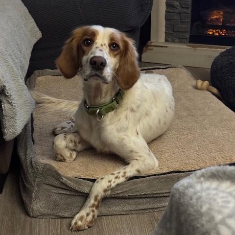 Enlarge Sawyer , an adopted mixed breed in BLOOMINGTON, NY image 1/6