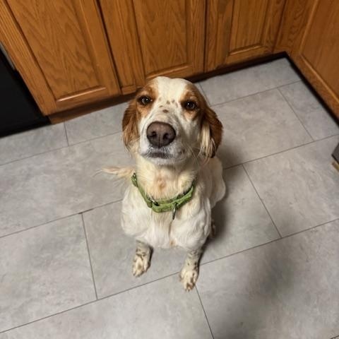 Enlarge Sawyer , an adopted mixed breed in BLOOMINGTON, NY image 2/6