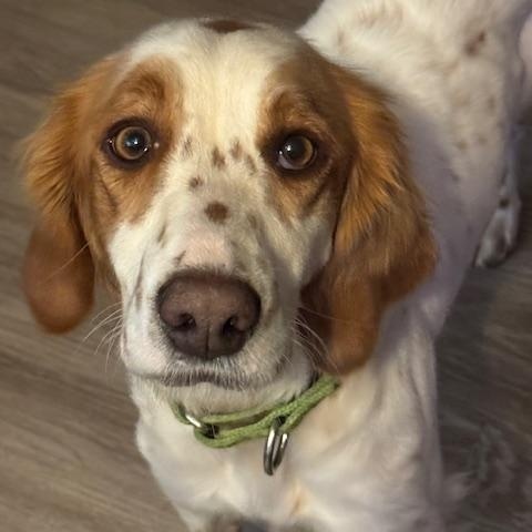 Enlarge Sawyer , an adopted mixed breed in BLOOMINGTON, NY image 3/6