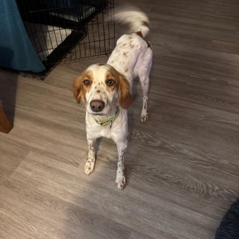 Enlarge Sawyer , an adopted mixed breed in BLOOMINGTON, NY image 4/6