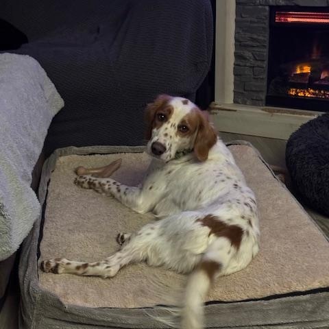 Enlarge Sawyer , an adopted mixed breed in BLOOMINGTON, NY image 5/6