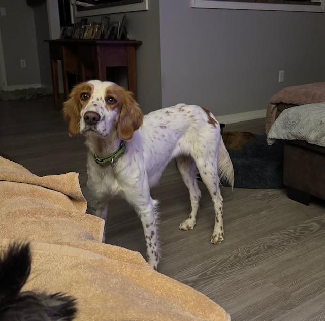 Enlarge Sawyer , an adopted mixed breed in BLOOMINGTON, NY image 6/6