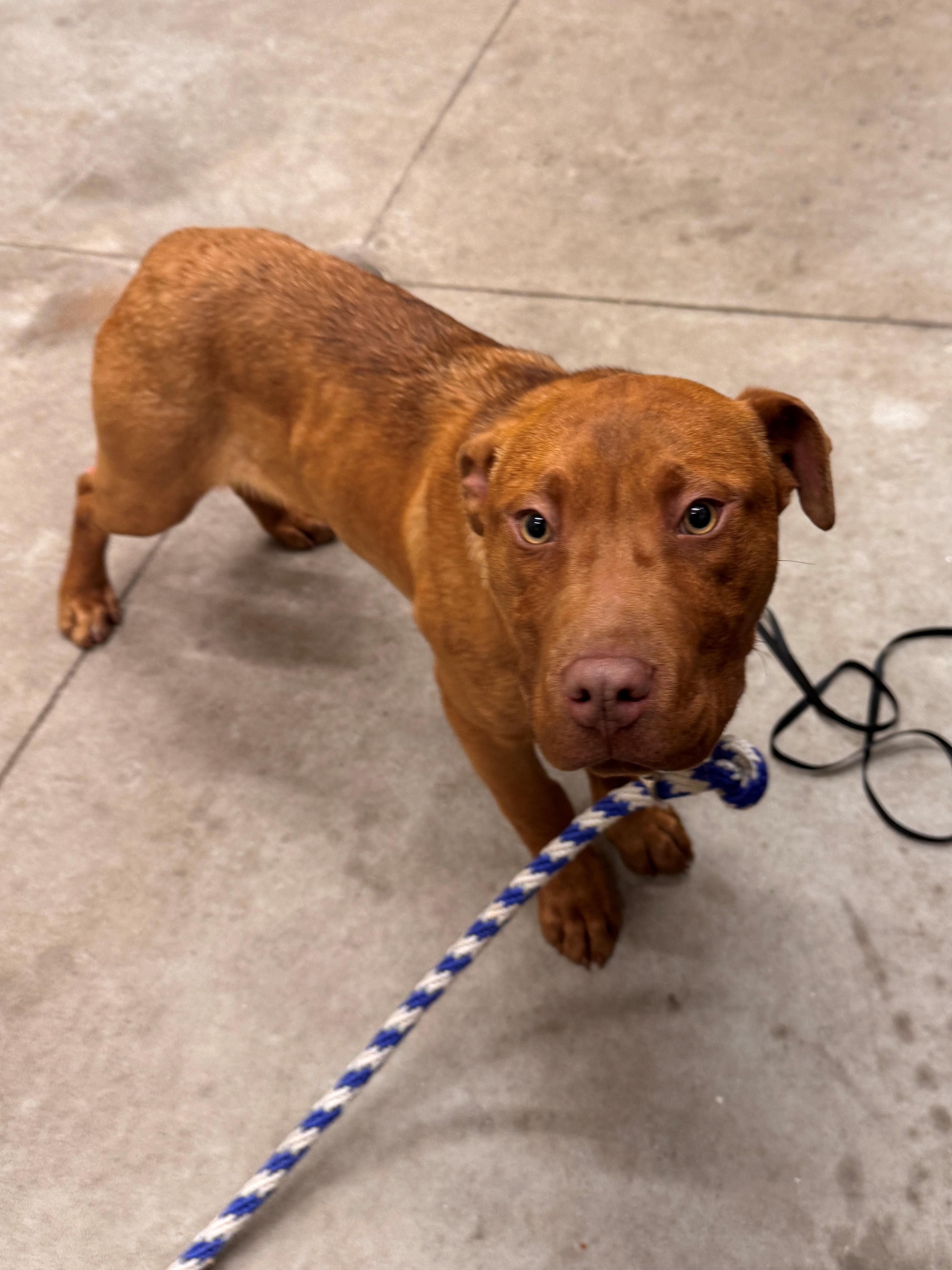 Enlarge Anna, a ADOPTABLE Mixed Breed in Hackensack, MN image 5/5