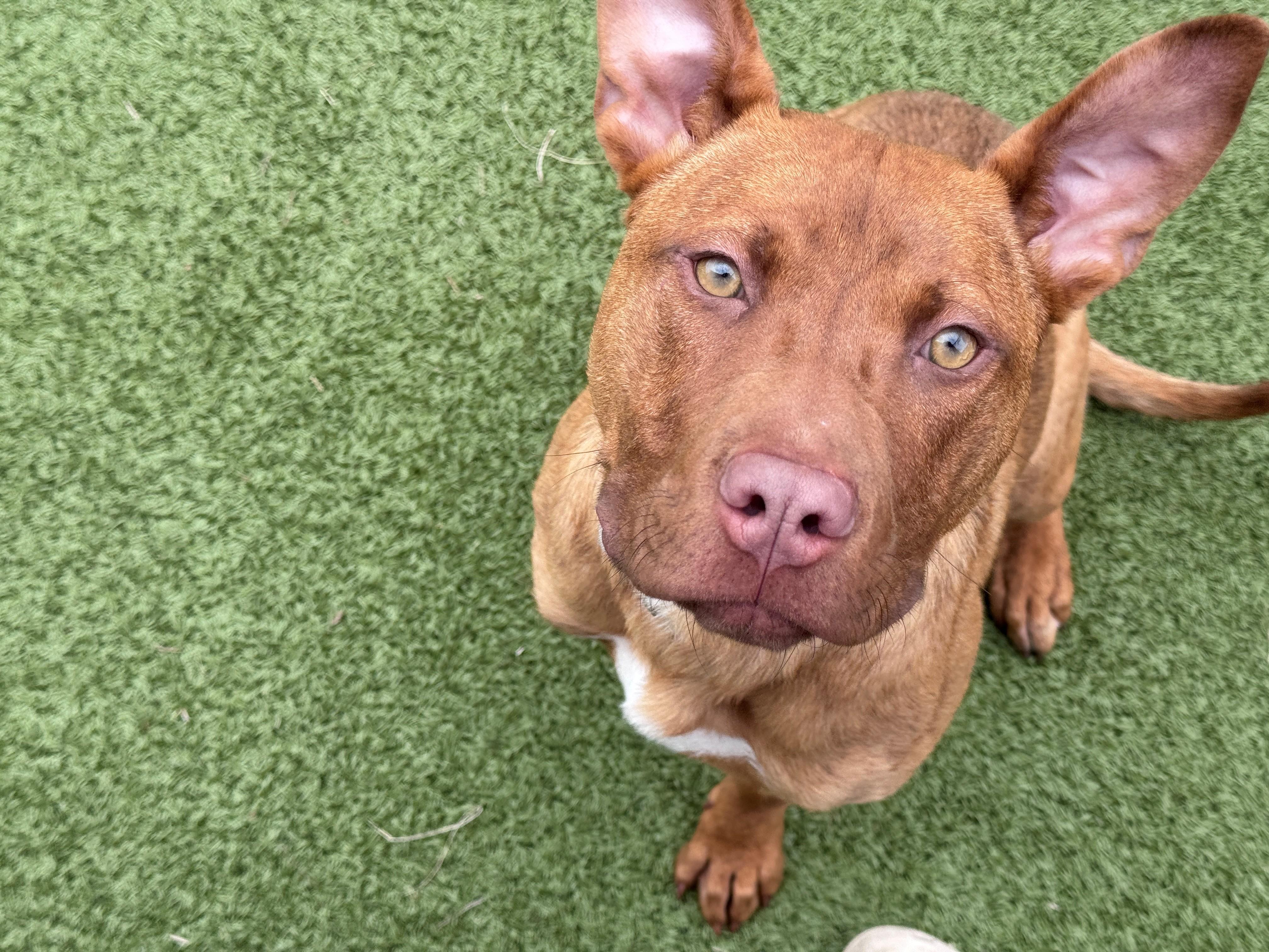 Anna, a ADOPTABLE Mixed Breed in Hackensack, MN image 2/6
