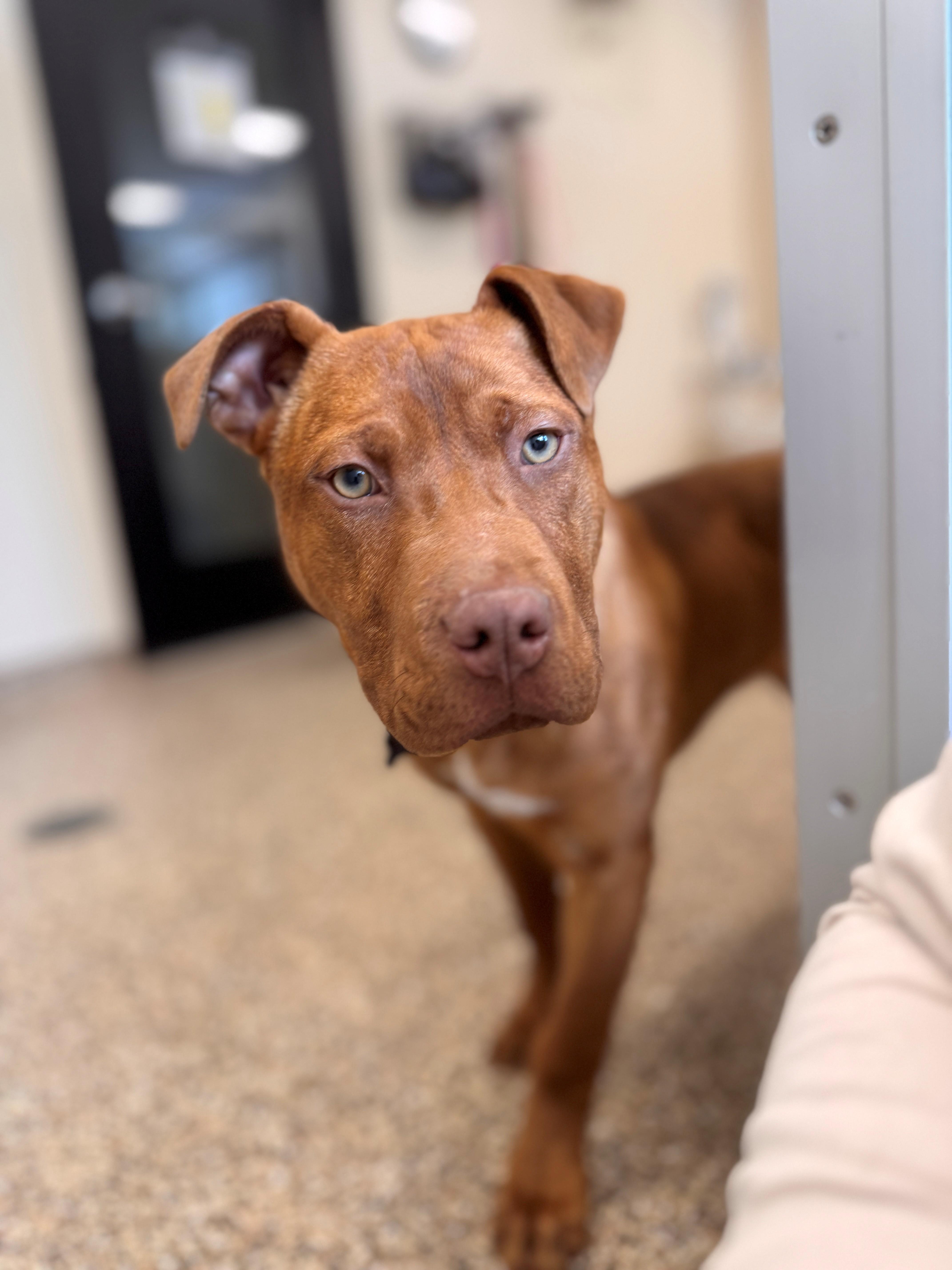 Enlarge Anna, a ADOPTABLE Mixed Breed in Hackensack, MN image 1/5