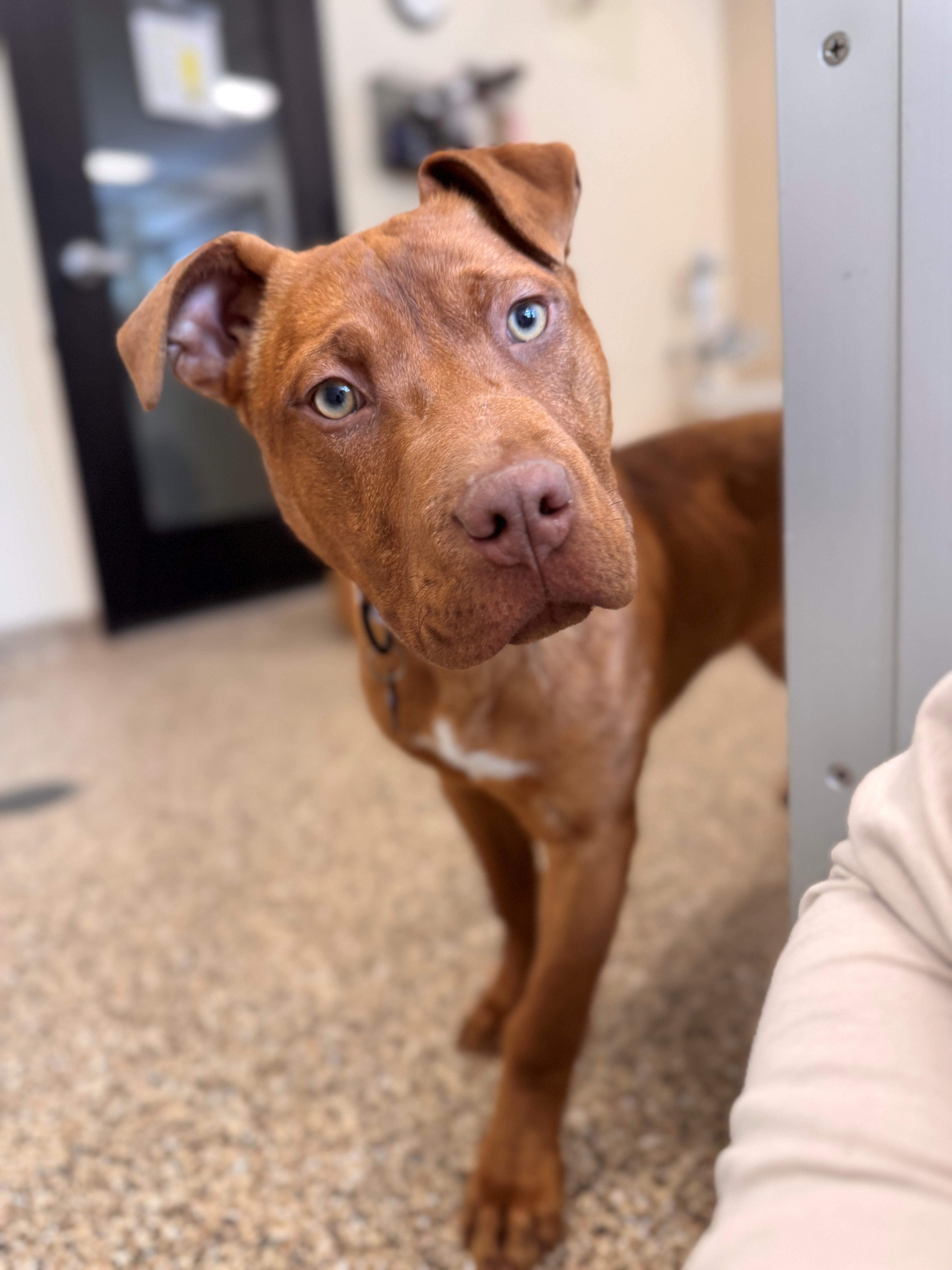 Enlarge Anna, a ADOPTABLE Mixed Breed in Hackensack, MN image 3/5