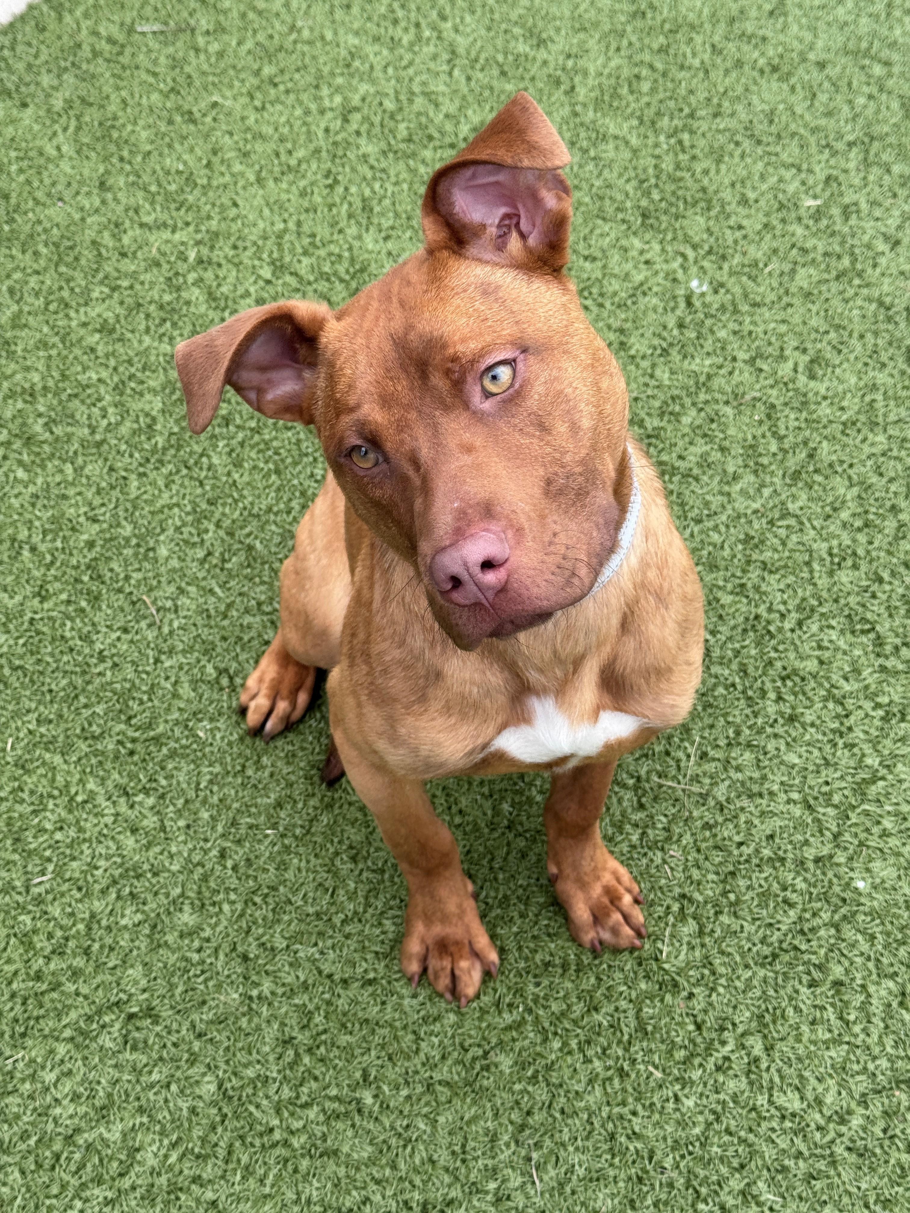 Anna, ADOPTABLE, Young Female Mixed Breed.