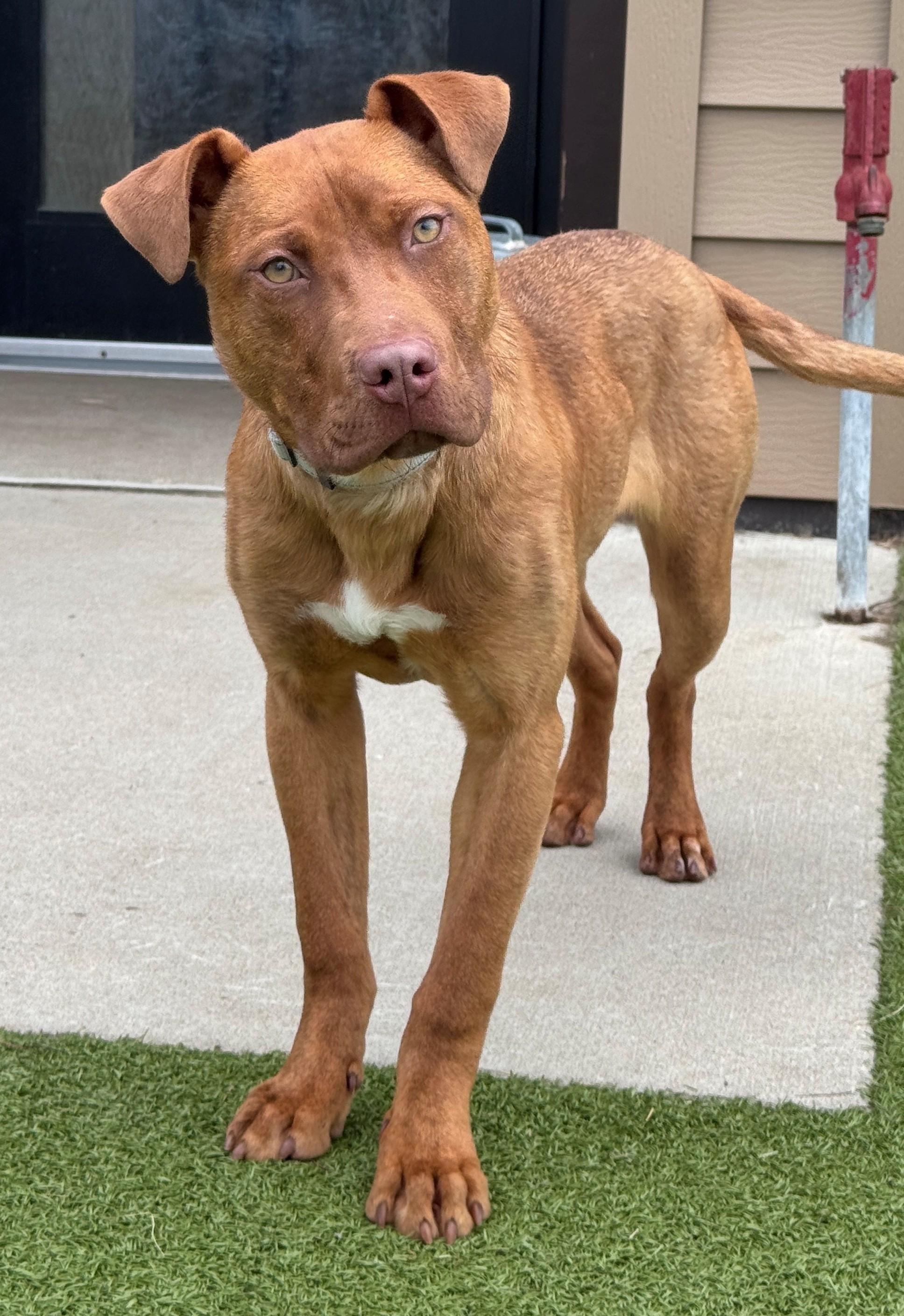 Anna, a ADOPTABLE Mixed Breed in Hackensack, MN image 6/6