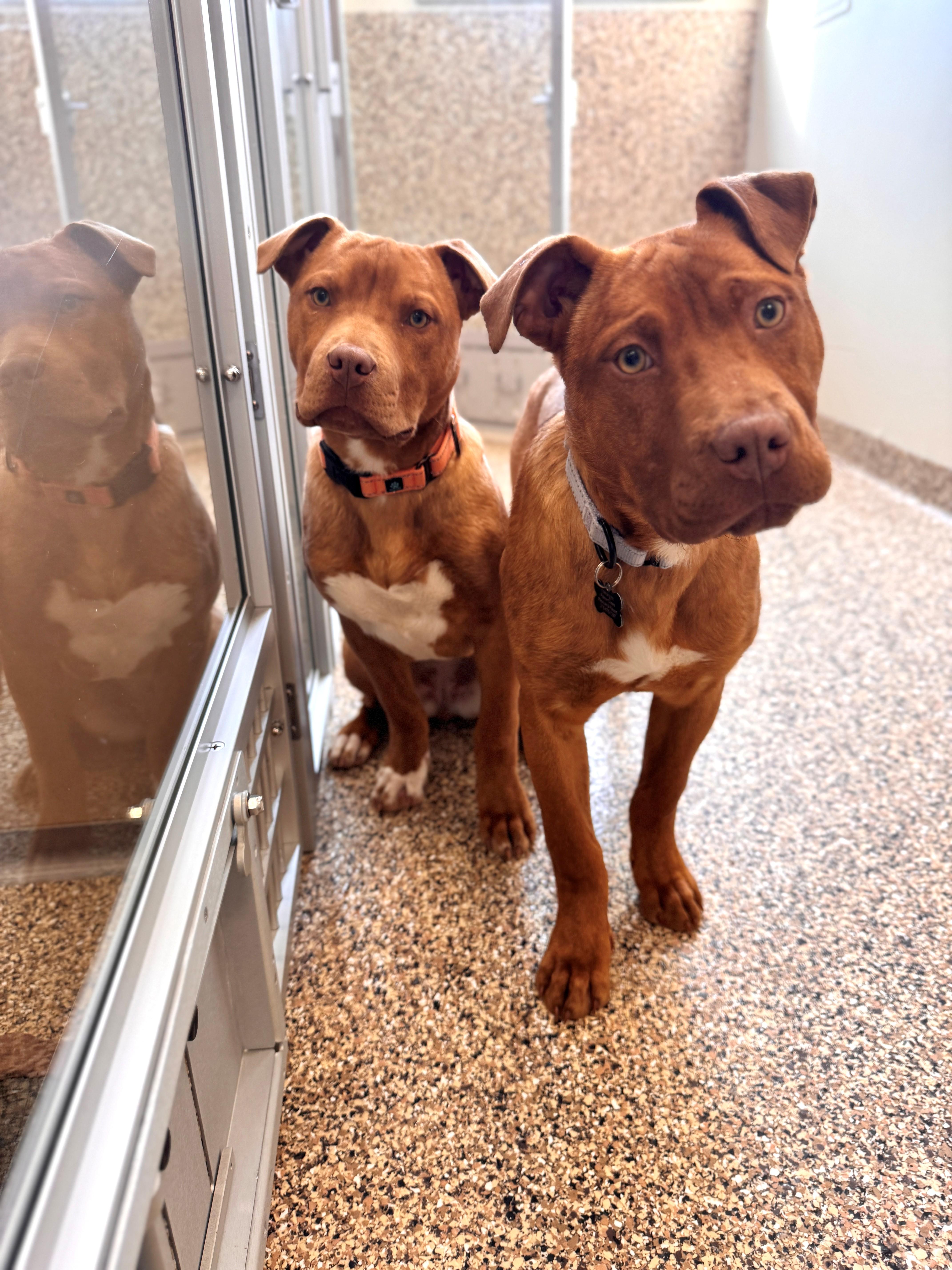 Enlarge Anna, a ADOPTABLE Mixed Breed in Hackensack, MN image 4/5