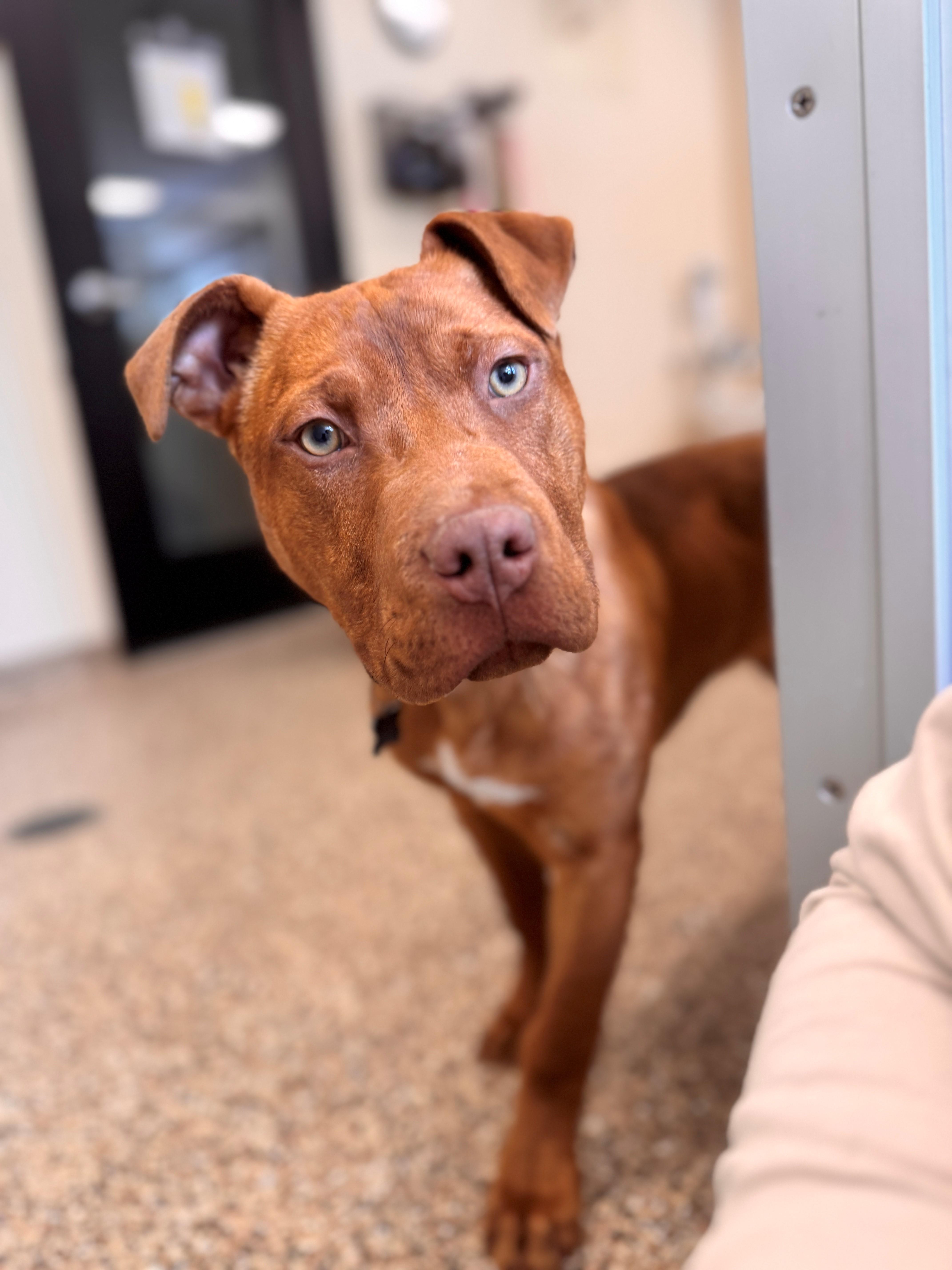 Enlarge Anna, a ADOPTABLE Mixed Breed in Hackensack, MN image 2/5