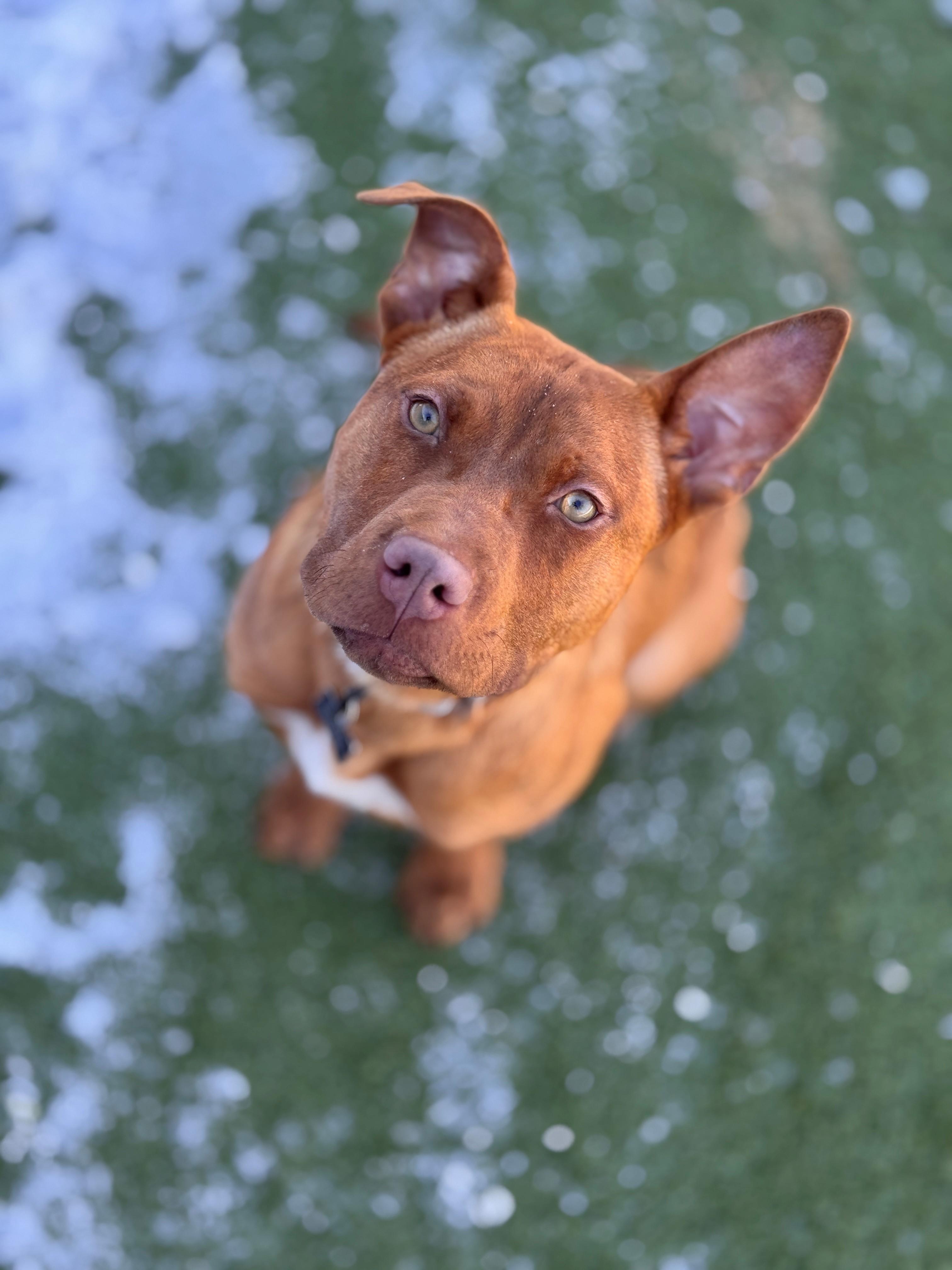 Anna, a ADOPTABLE Mixed Breed in Hackensack, MN image 4/6