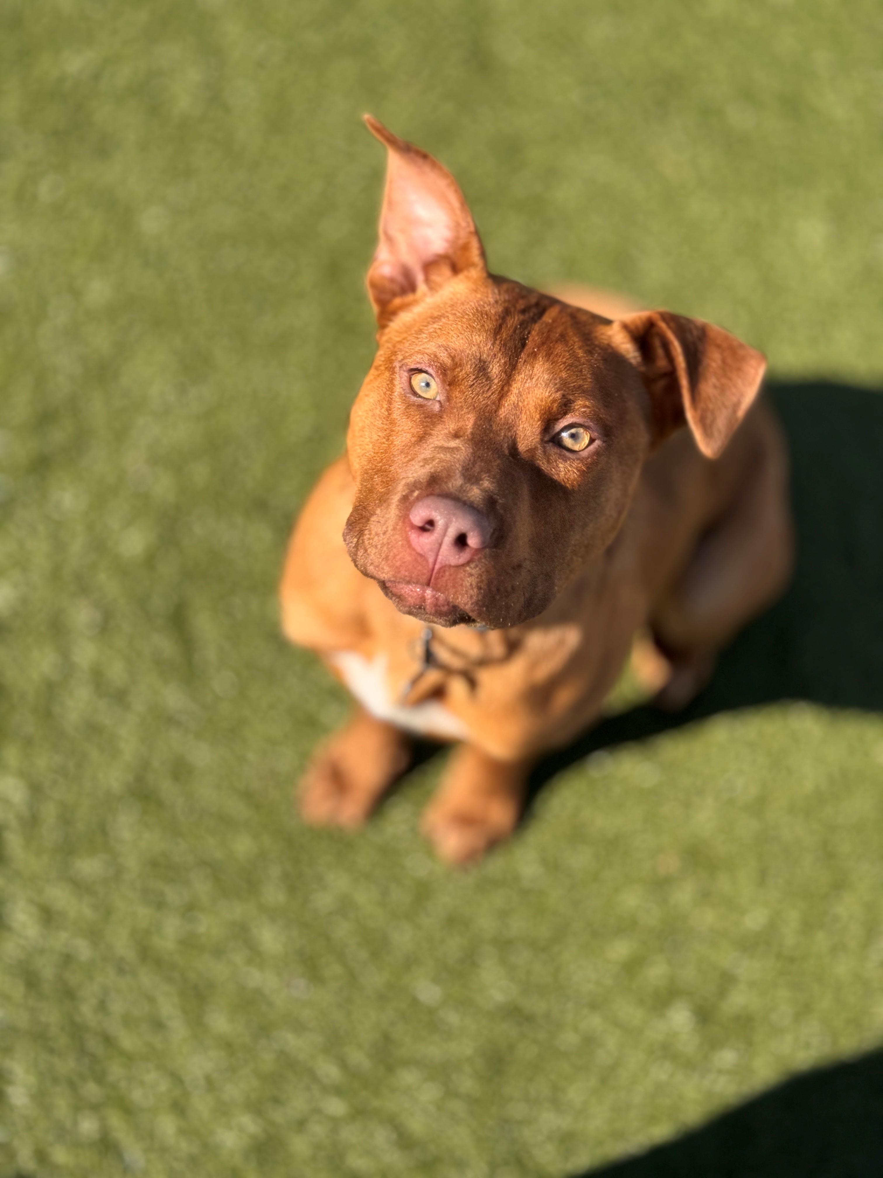 Anna, a ADOPTABLE Mixed Breed in Hackensack, MN image 5/6
