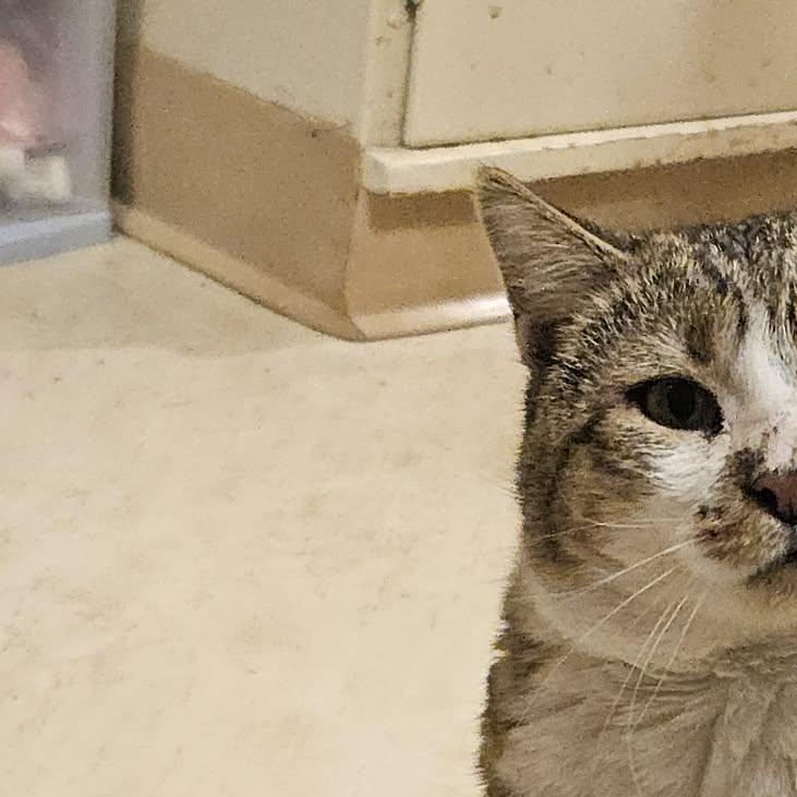 Stevie Caballero, a Adoptable Domestic Short Hair in Buffalo, NY image 4/6