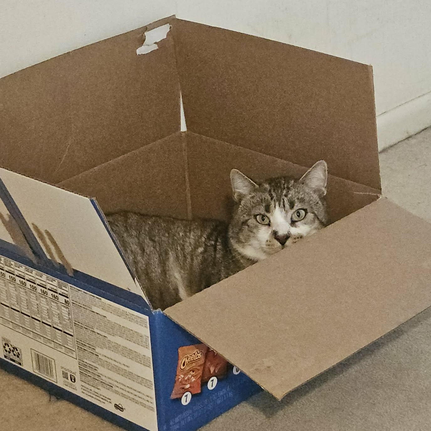 Stevie Caballero, a Adoptable Domestic Short Hair in Buffalo, NY image 3/6
