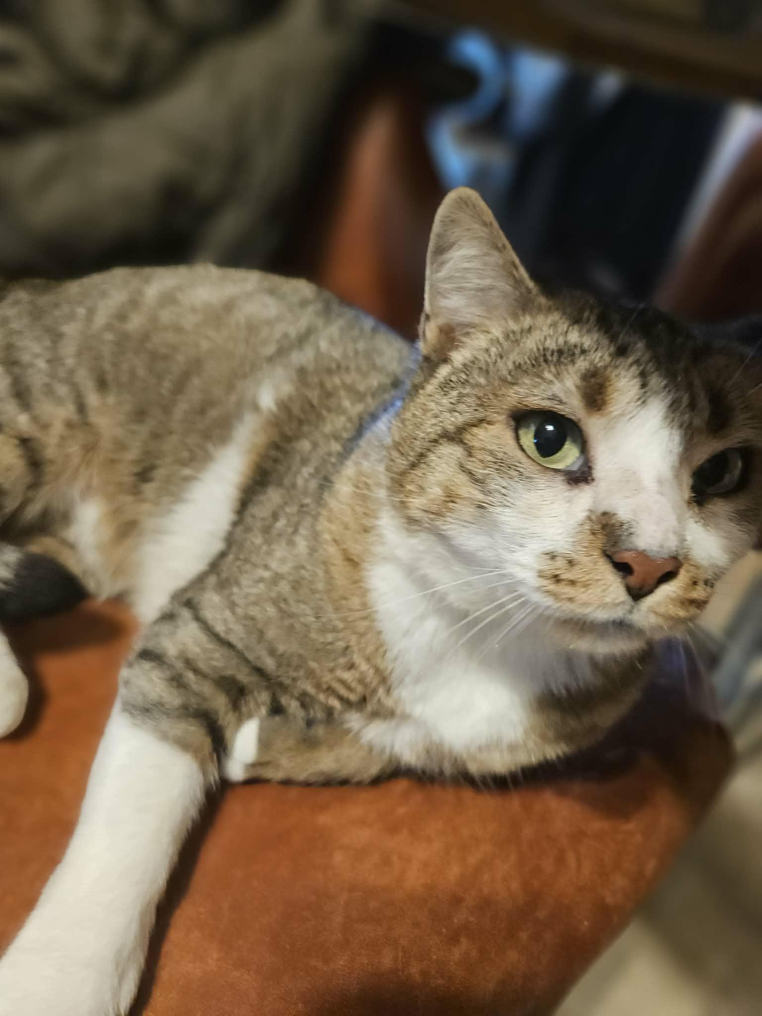 Stevie Caballero, a Adoptable Domestic Short Hair in Buffalo, NY image 5/6