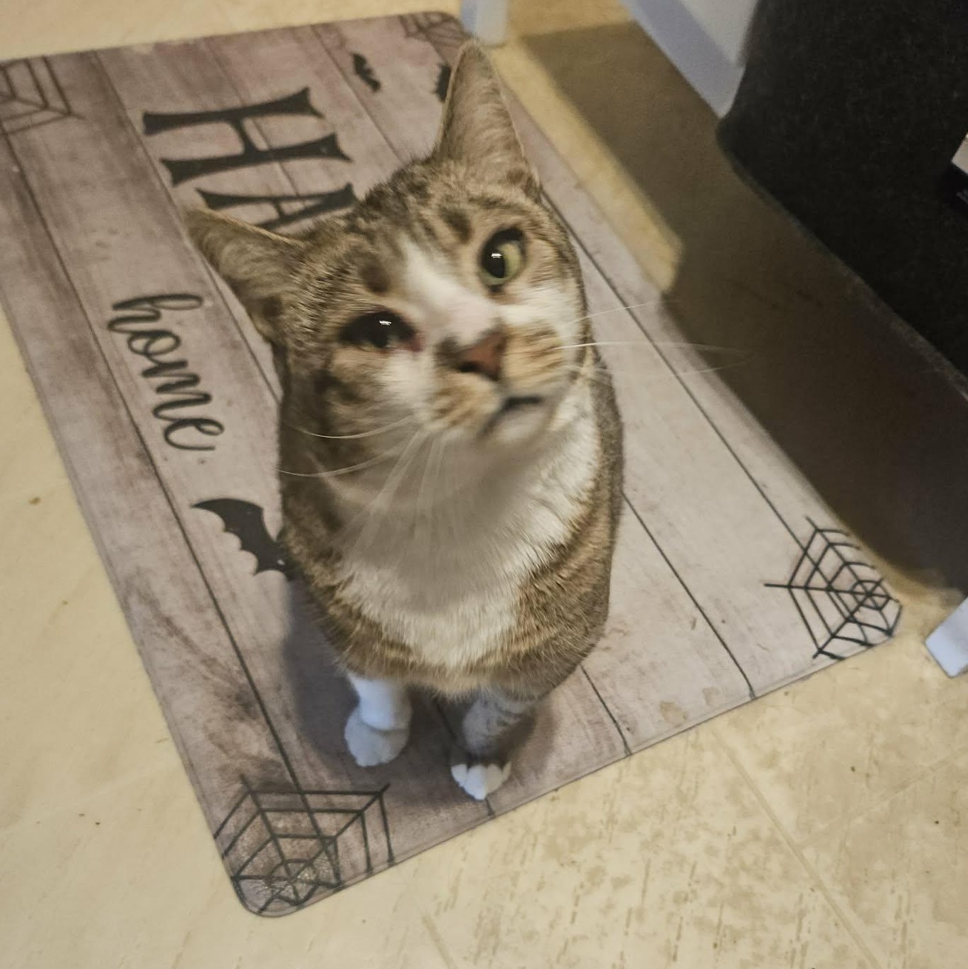 Stevie Caballero, a Adoptable Domestic Short Hair in Buffalo, NY image 6/6