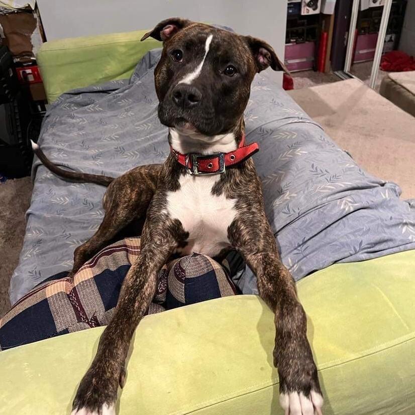 Sevyn, Adoptable, Adult Male American Staffordshire Terrier & Mixed Breed.