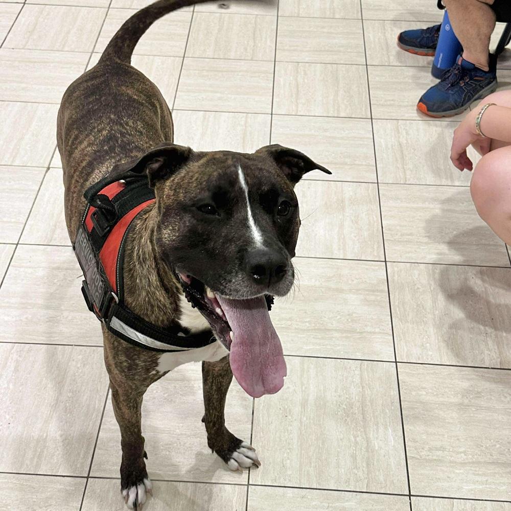 Enlarge Sevyn, a Adoptable mixed breed in Long Island City, NY image 2/6