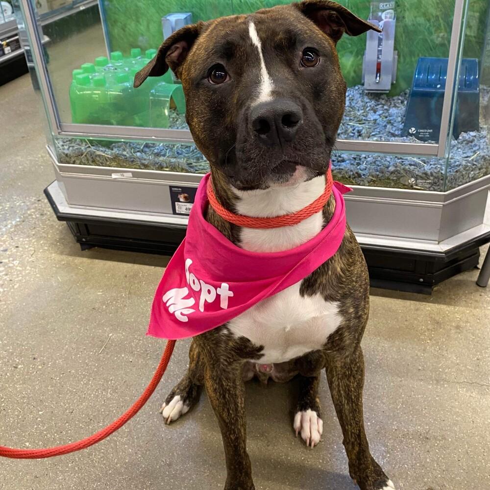 Enlarge Sevyn, a Adoptable mixed breed in Long Island City, NY image 2/6