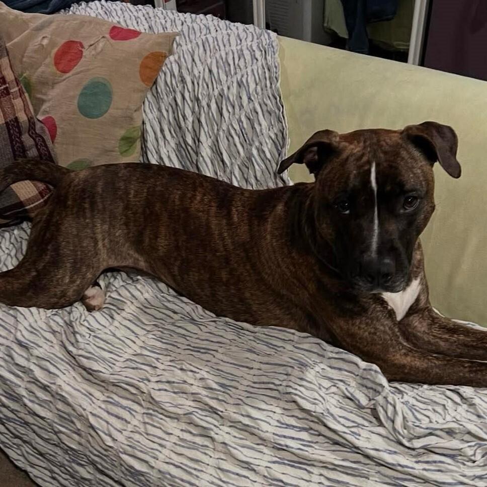 Enlarge Sevyn, a Adoptable mixed breed in Long Island City, NY image 5/6