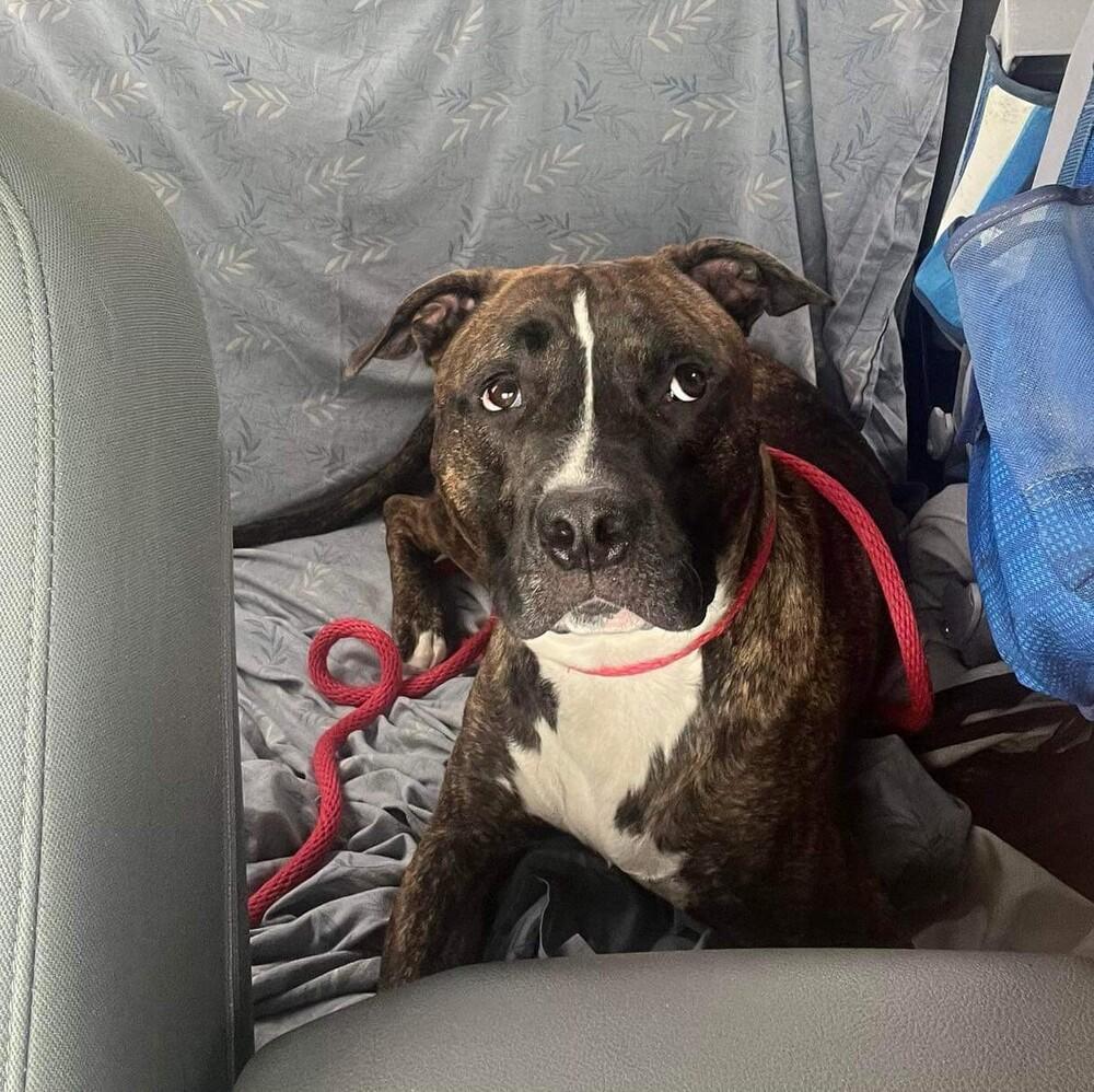 Enlarge Sevyn, a Adoptable mixed breed in Long Island City, NY image 6/6