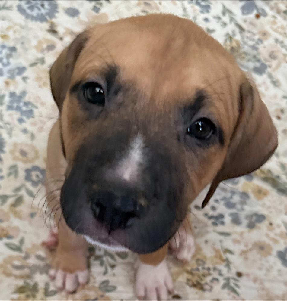 Alfie, a Adoptable mixed breed in Redlands, CA image 1/2