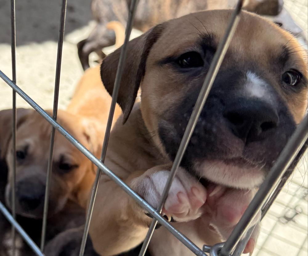 Alfie, a Adoptable mixed breed in Redlands, CA image 2/2