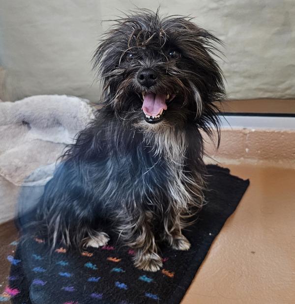Daphne, Adoptable, Young Female Maltese.