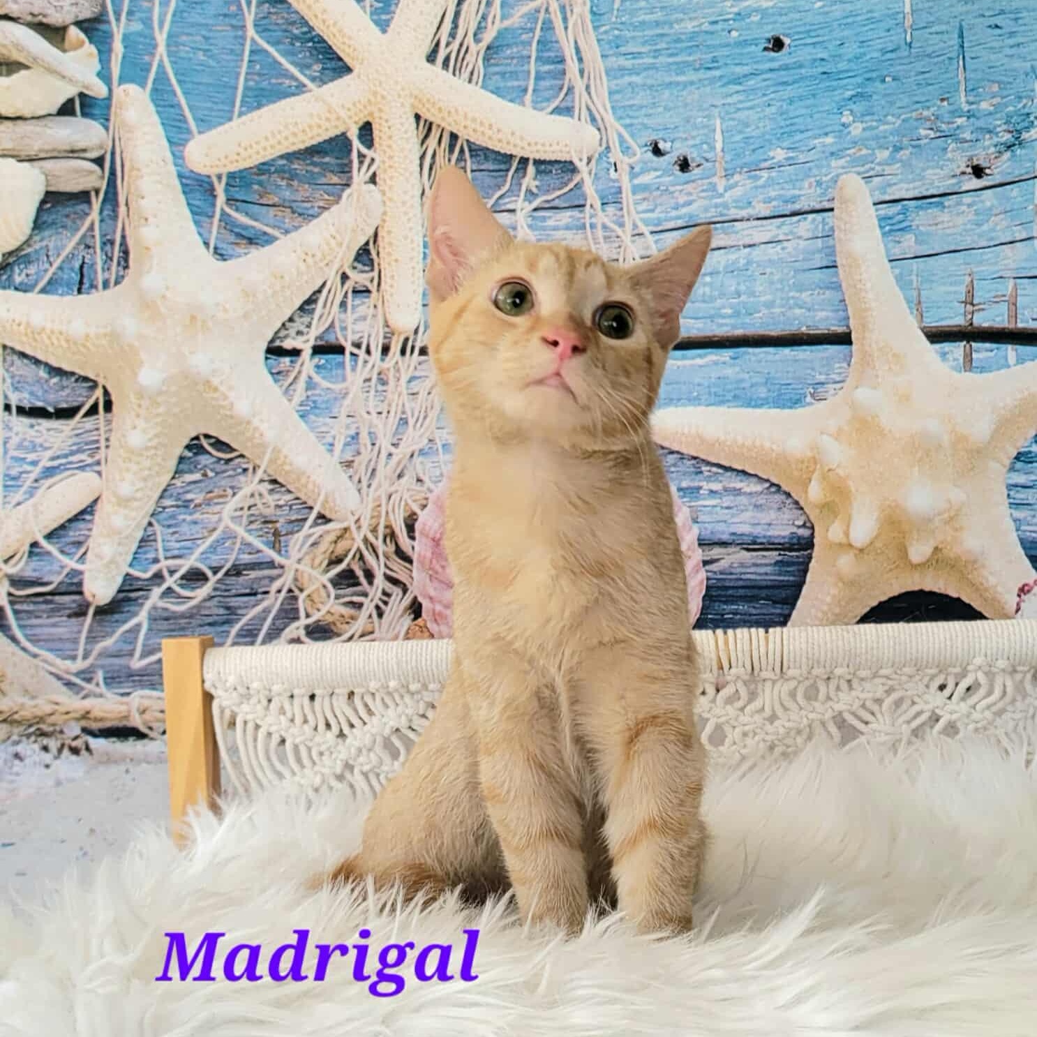 Madrigal