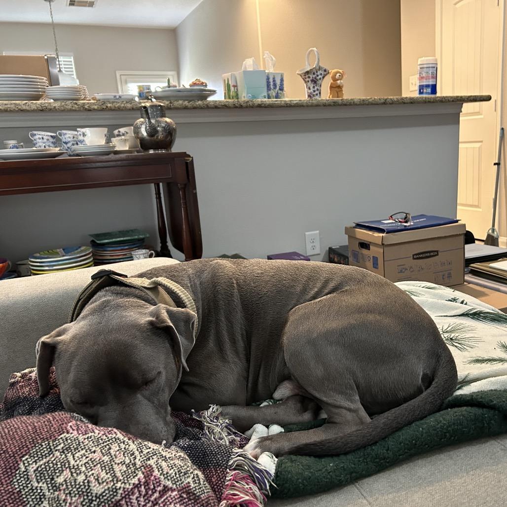 Enlarge Clydy Pooh, a Adoptable Pit Bull Terrier in Dallas, TX image 1/4