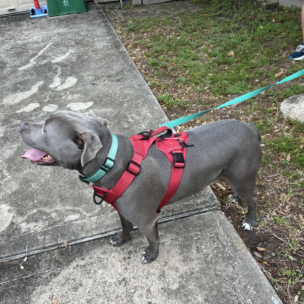 Enlarge Clydy Pooh, a Adoptable Pit Bull Terrier in Dallas, TX image 2/4