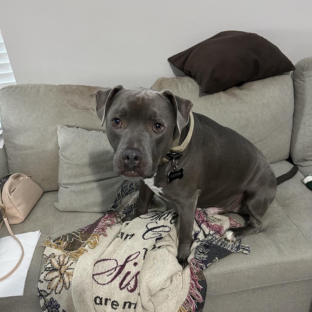 Enlarge Clydy Pooh, a Adoptable Pit Bull Terrier in Dallas, TX image 3/4