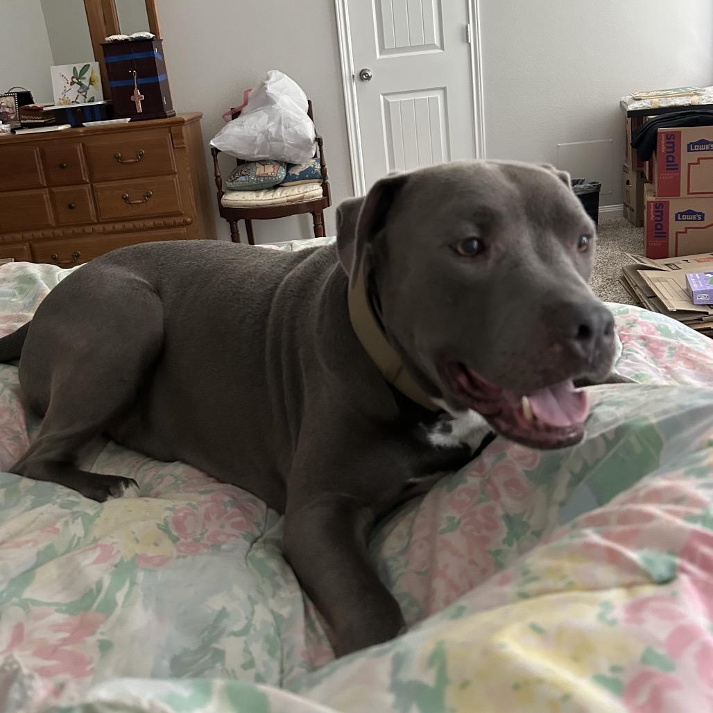 Enlarge Clydy Pooh, a Adoptable Pit Bull Terrier in Dallas, TX image 4/4