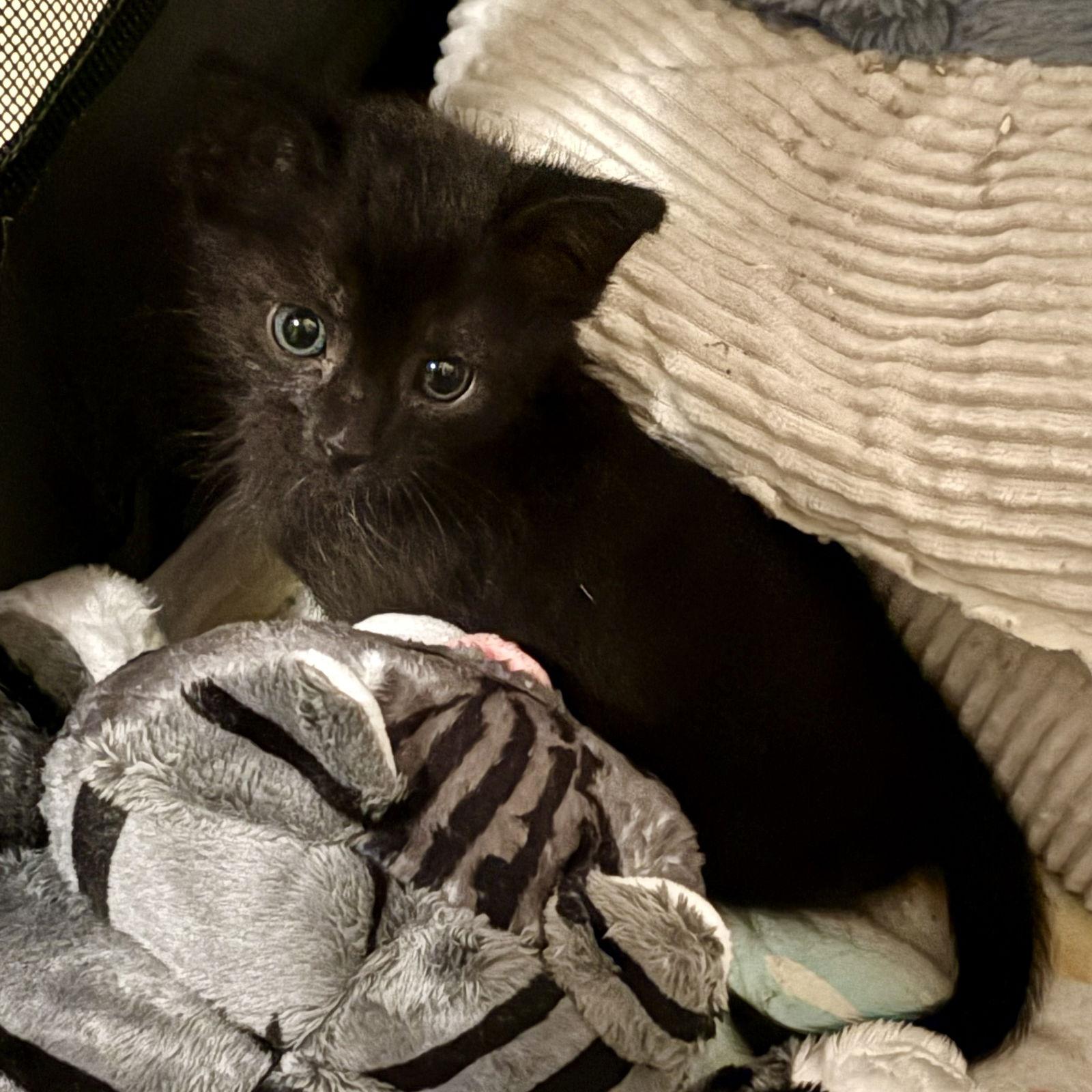 Enlarge Frankie, a Adopted Domestic Short Hair in Oakland, CA image 1/3