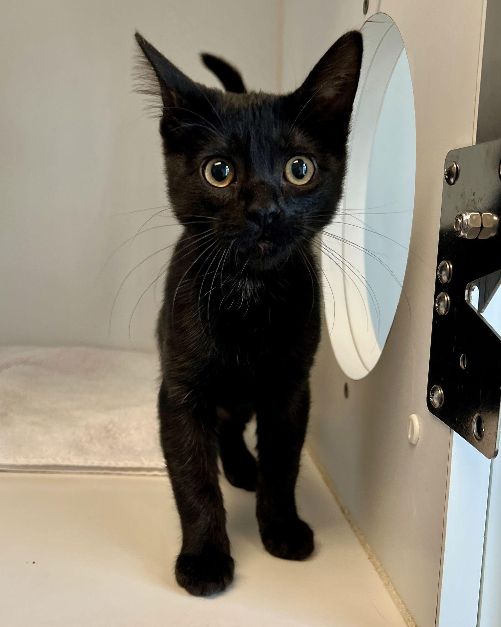 Enlarge Frankie, a Adopted Domestic Short Hair in Oakland, CA image 2/3