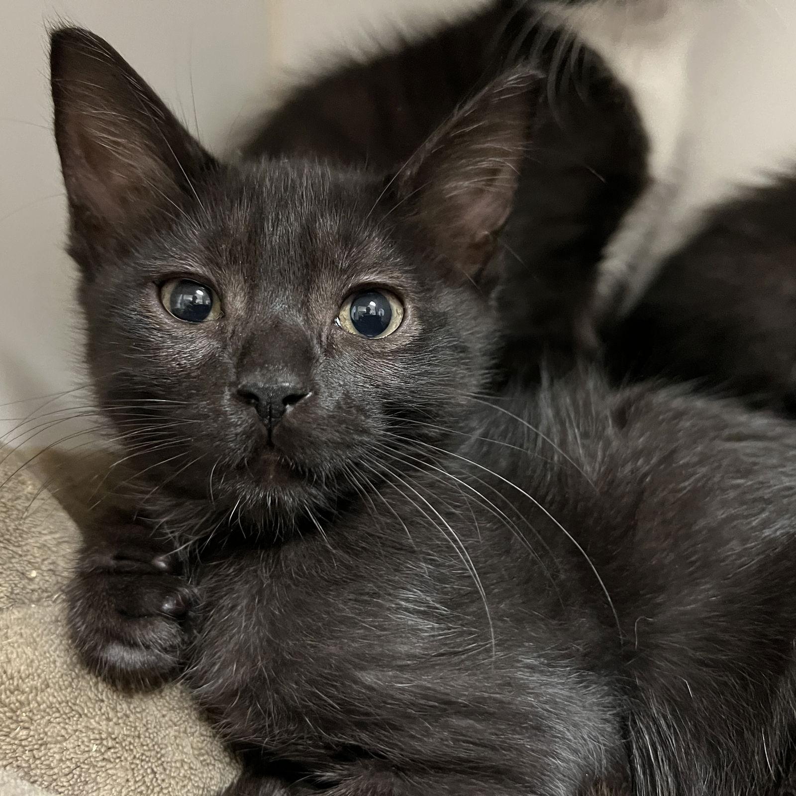 Enlarge Frankie, a Adopted Domestic Short Hair in Oakland, CA image 3/3