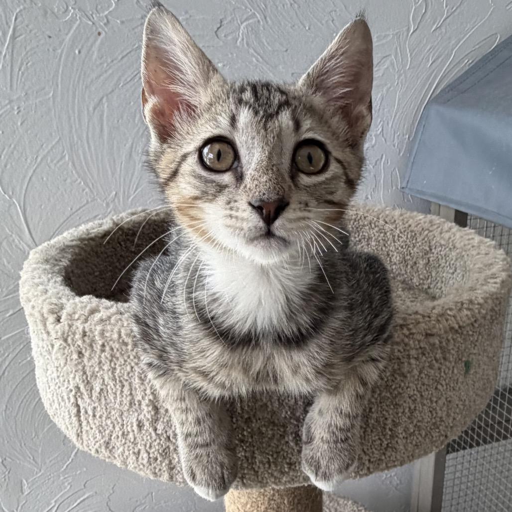 Flynn — thumbnail 2