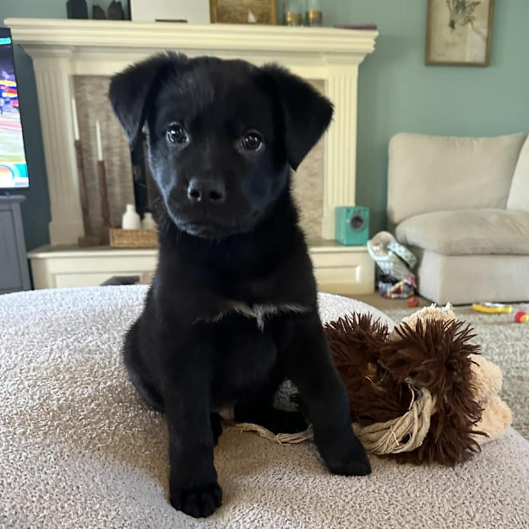 Freddie, Adoptable, Puppy Male Australian Shepherd & Mixed Breed.