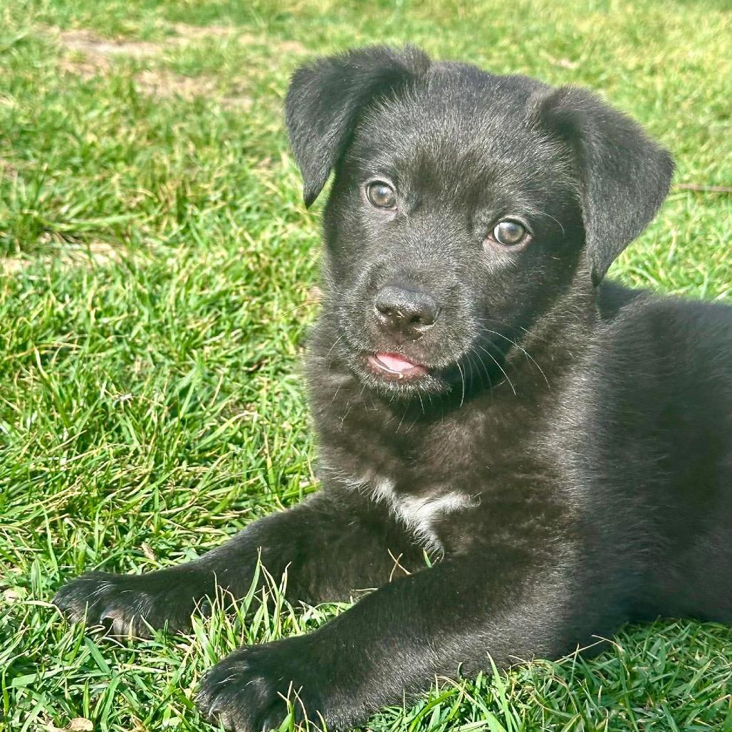 Enlarge Freddie, a Adoptable mixed breed in Overland Park, KS image 2/6