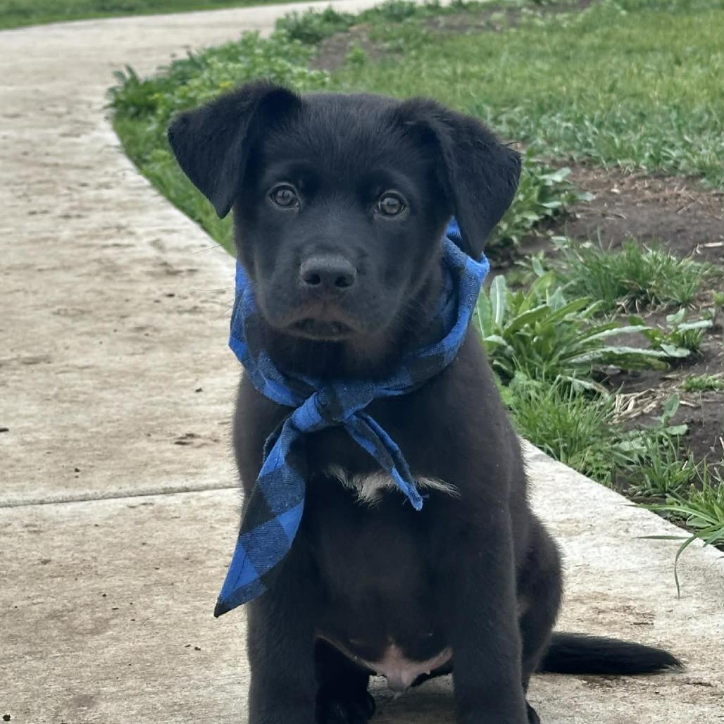 Enlarge Freddie, a Adoptable mixed breed in Overland Park, KS image 3/6