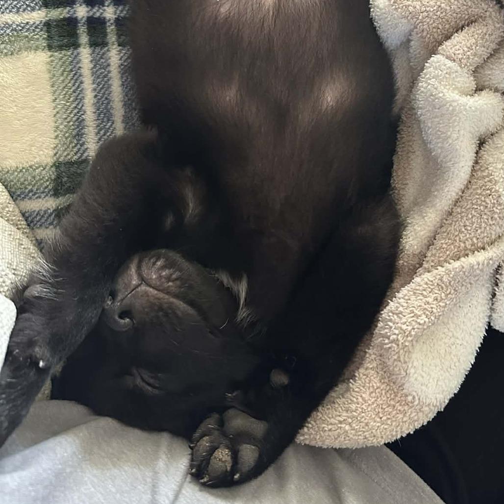 Enlarge Freddie, a Adoptable mixed breed in Overland Park, KS image 4/6