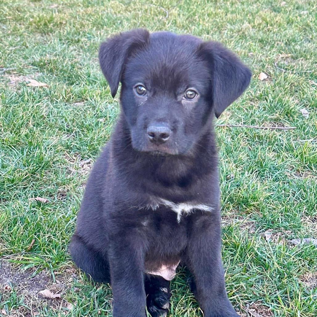 Enlarge Freddie, a Adoptable mixed breed in Overland Park, KS image 5/6