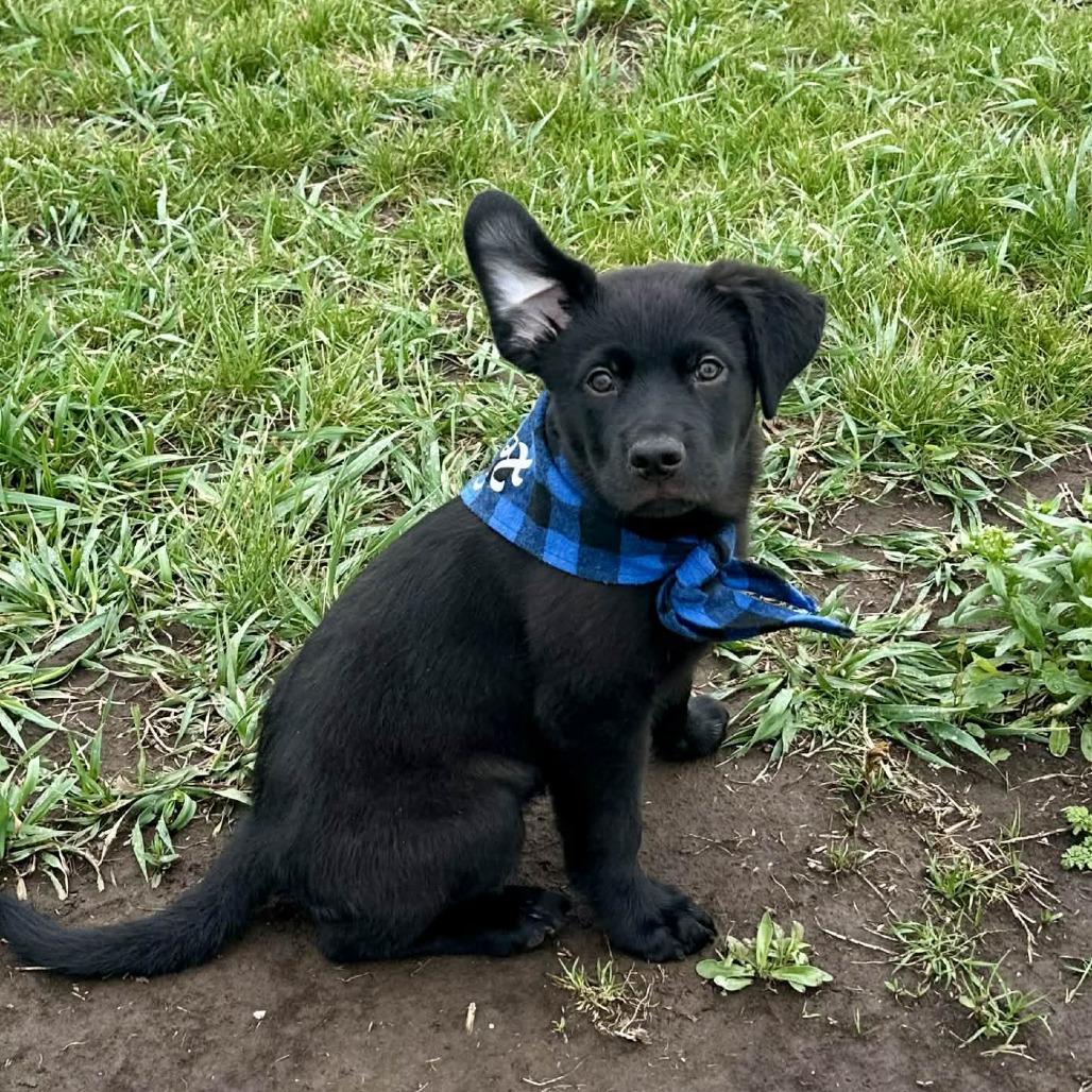 Enlarge Freddie, a Adoptable mixed breed in Overland Park, KS image 6/6