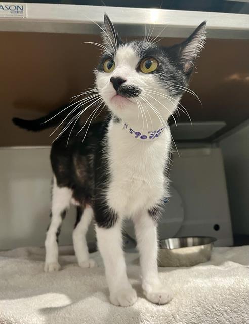 Enlarge GIZMO, a Adoptable Domestic Short Hair in San Francisco, CA image 1/1