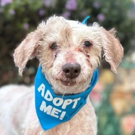 Enlarge Gracie, a Adoptable Poodle in Pacific Grove, CA image 1/6