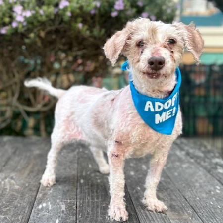 Enlarge Gracie, a Adoptable Poodle in Pacific Grove, CA image 2/6
