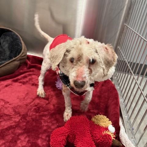 Enlarge Gracie, a Adoptable Poodle in Pacific Grove, CA image 3/6