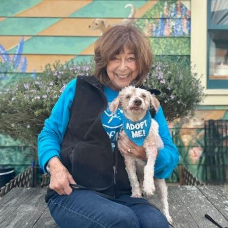 Enlarge Gracie, a Adoptable Poodle in Pacific Grove, CA image 4/6