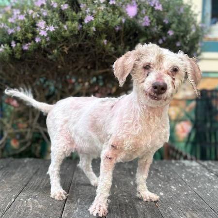 Enlarge Gracie, a Adoptable Poodle in Pacific Grove, CA image 5/6